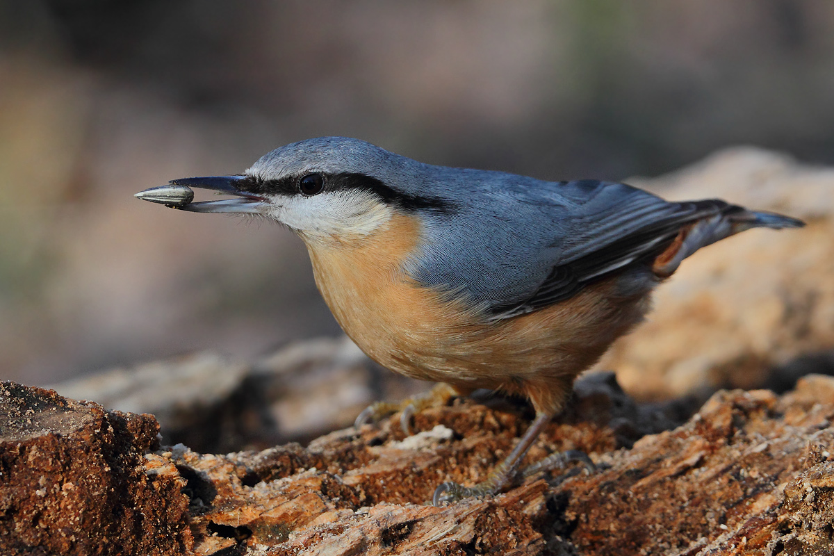 Nuthatch
