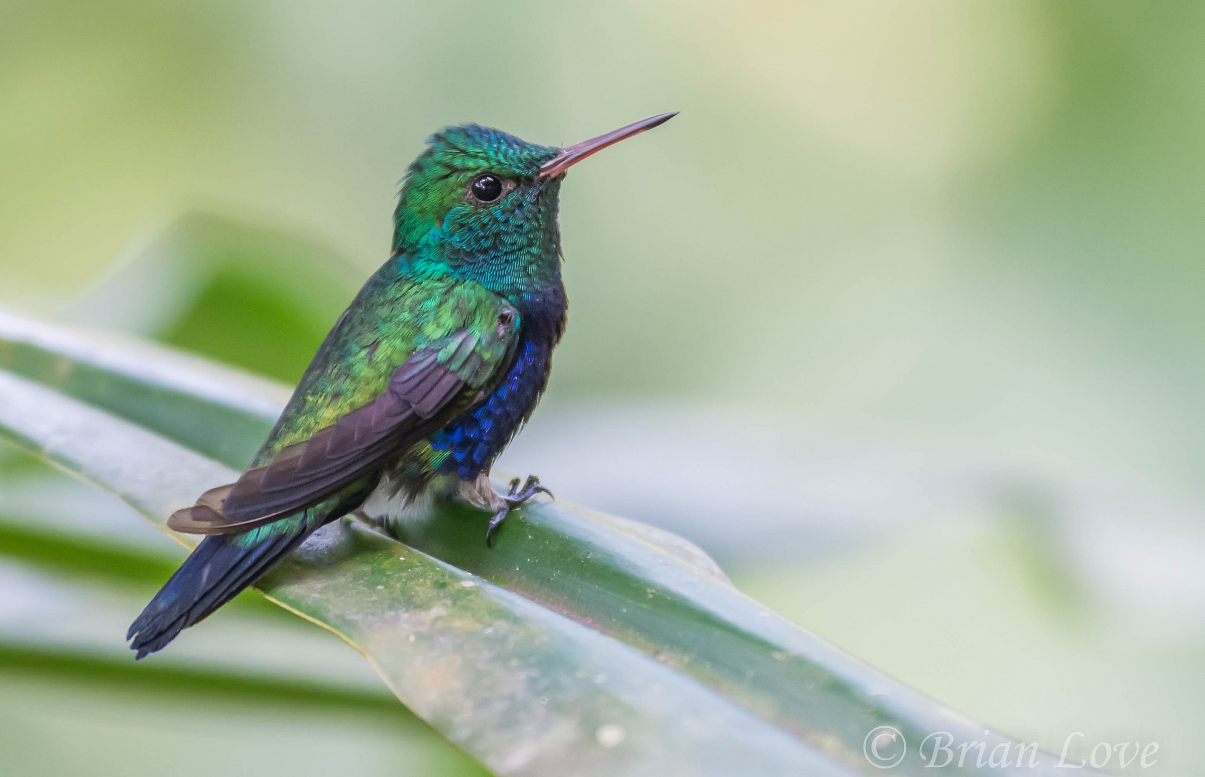 Violet-bellied Hummingbird