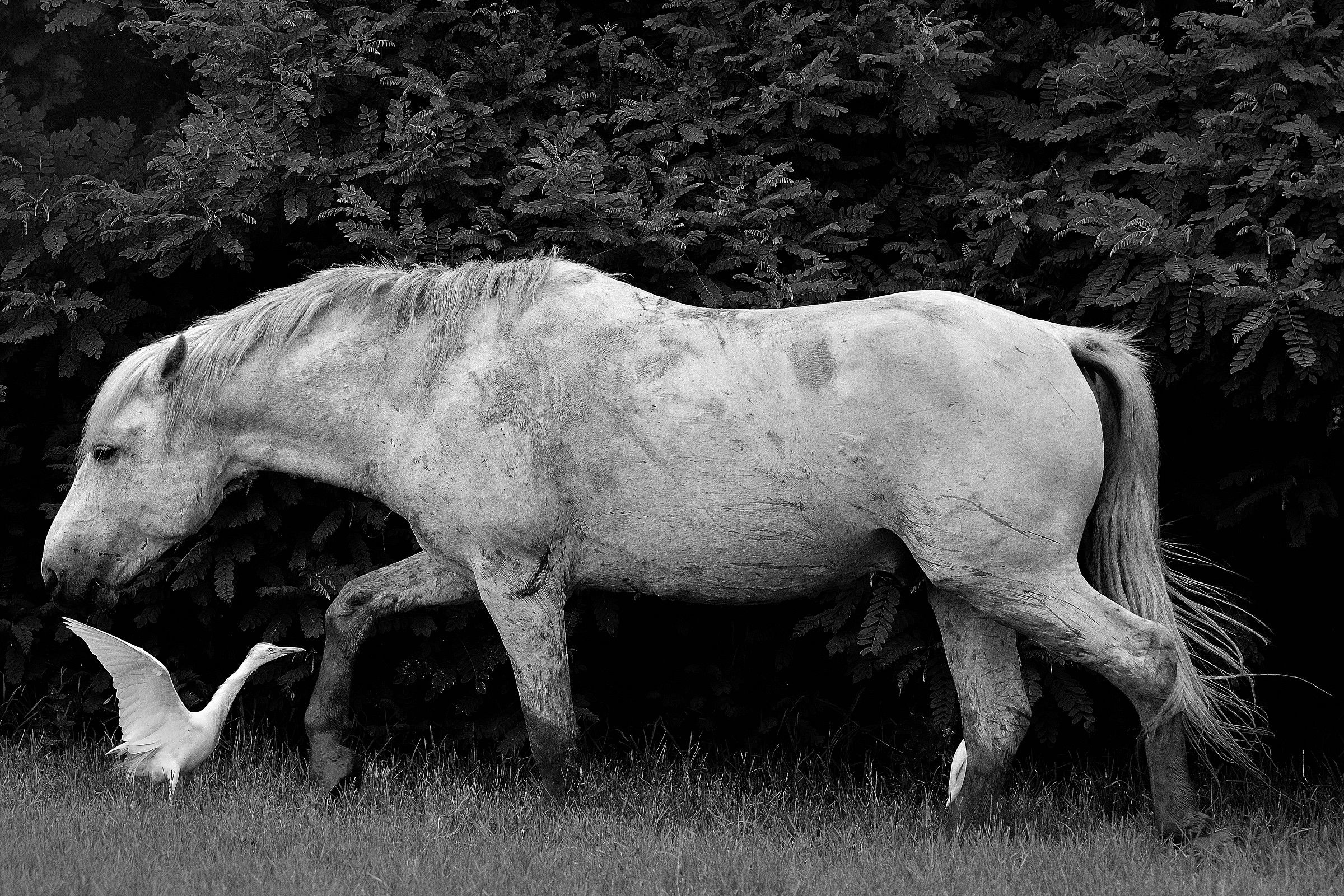 Cavallo della Camargue