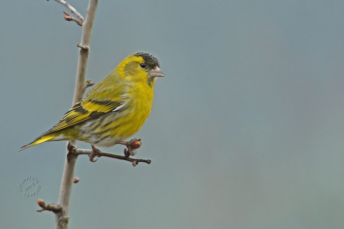 Lucherino m. (Spinus spinus)