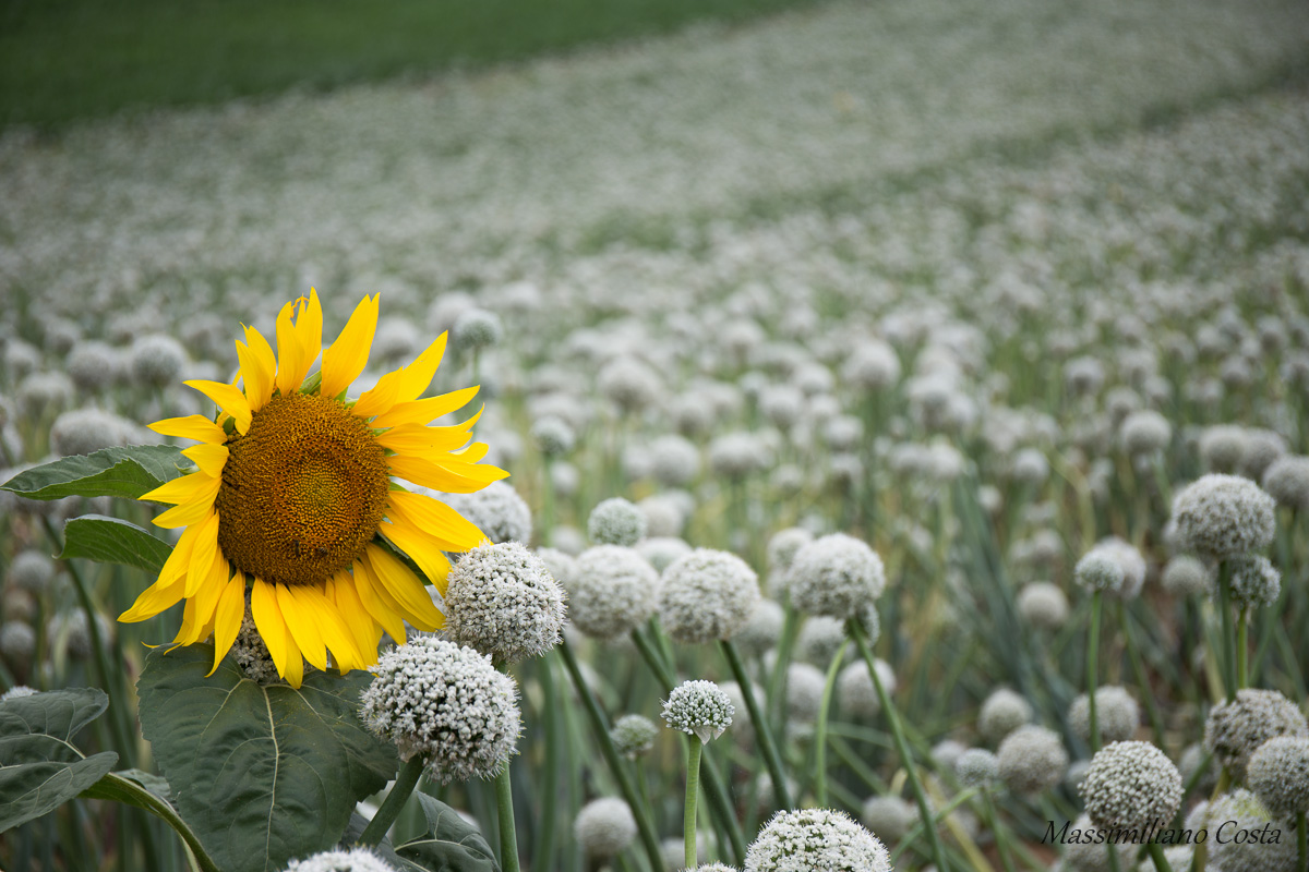Girasole tra le cipolle