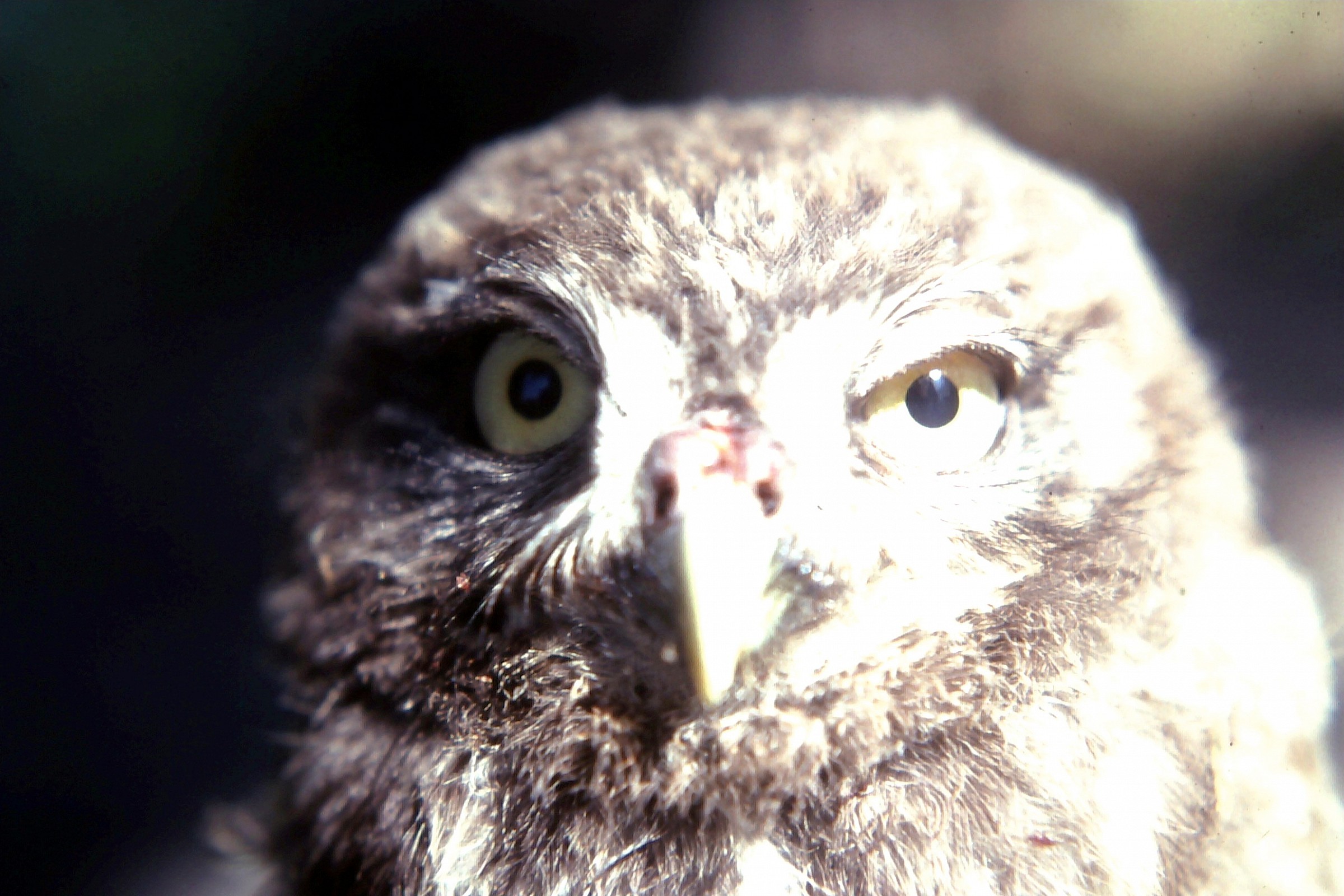 Shadow and light Brianza1978