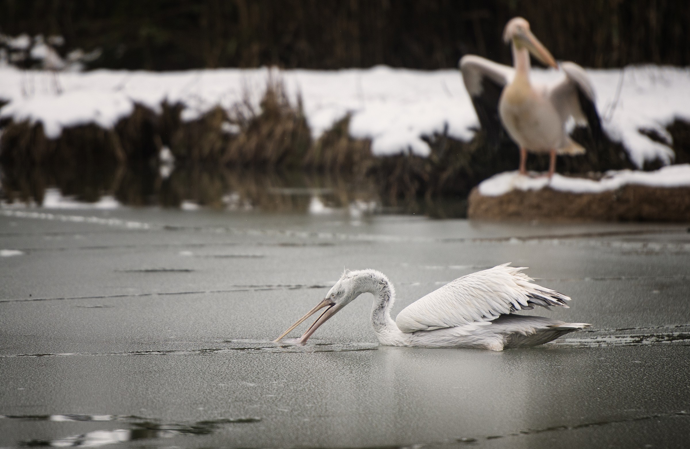 .... You also dries its wings ... I eat