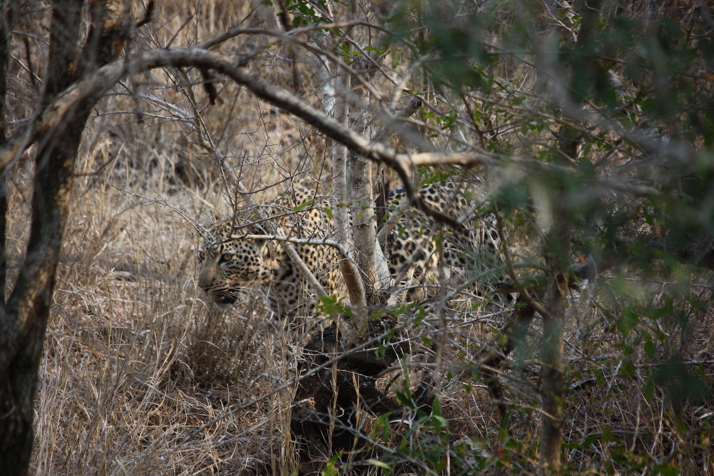 Panthera pardus (leopard)