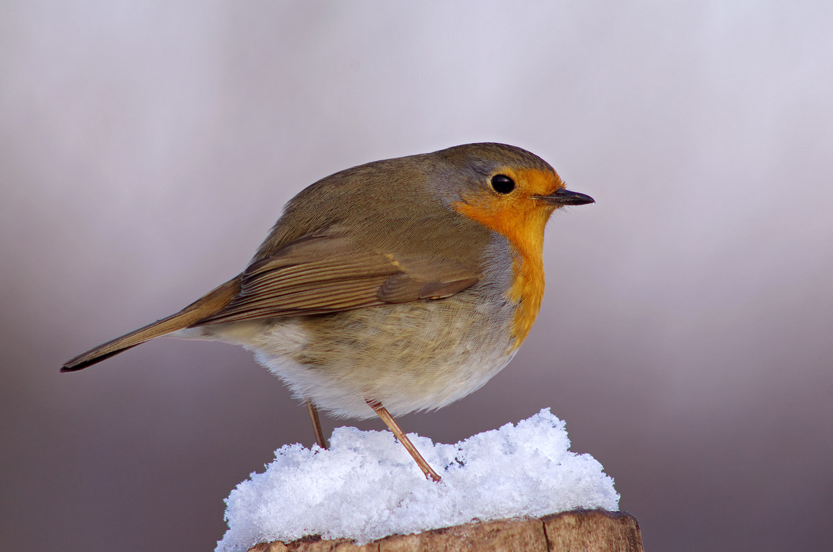 Pettirosso nella neve