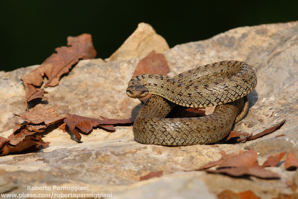 Defensiveness (coronella Austrian)
