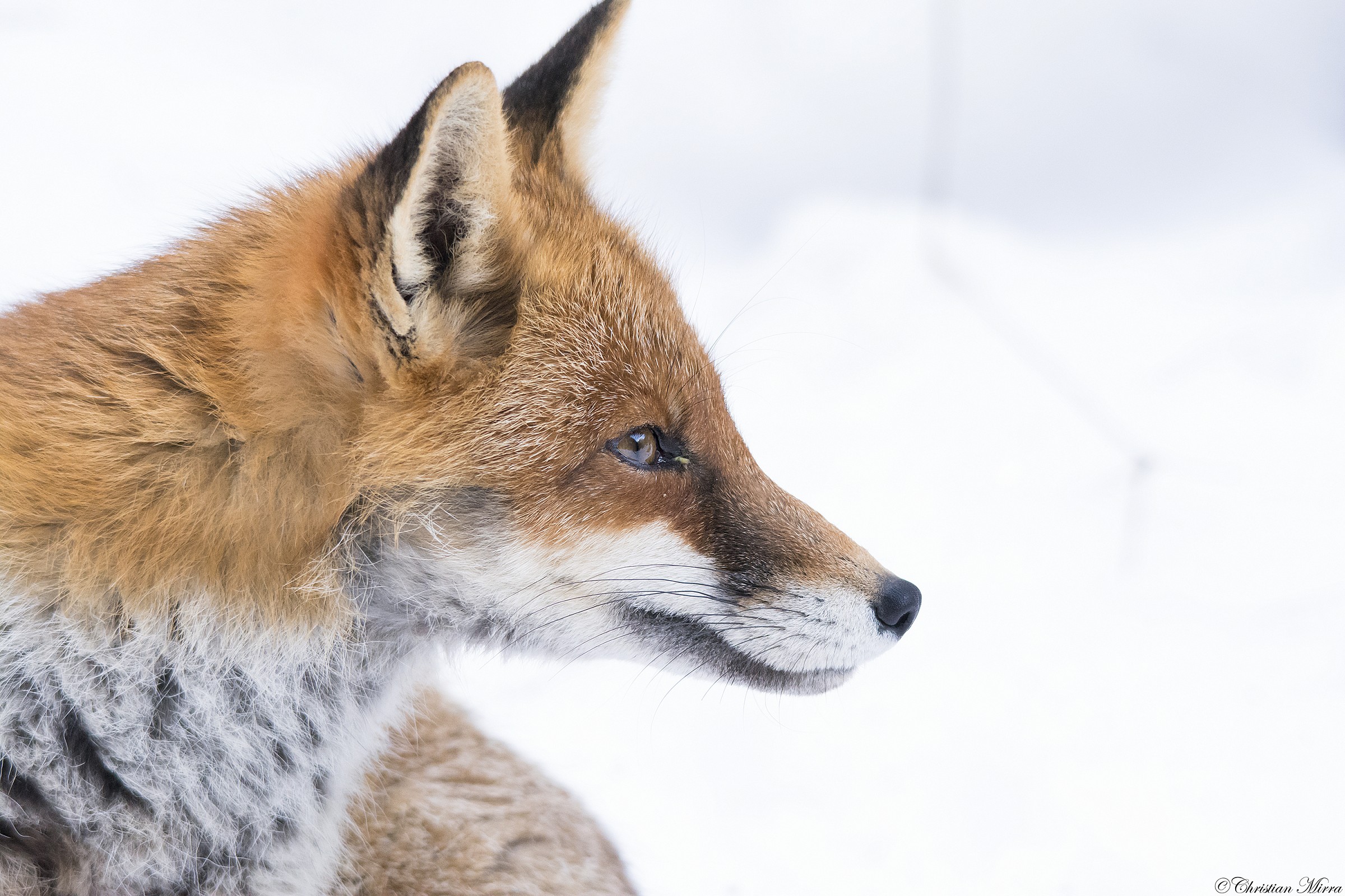 Portrait of a fox ..