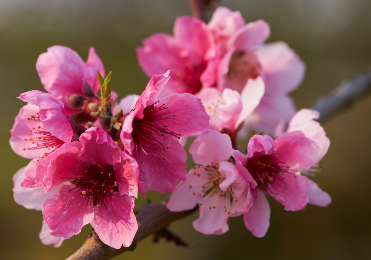 Peach blossoms