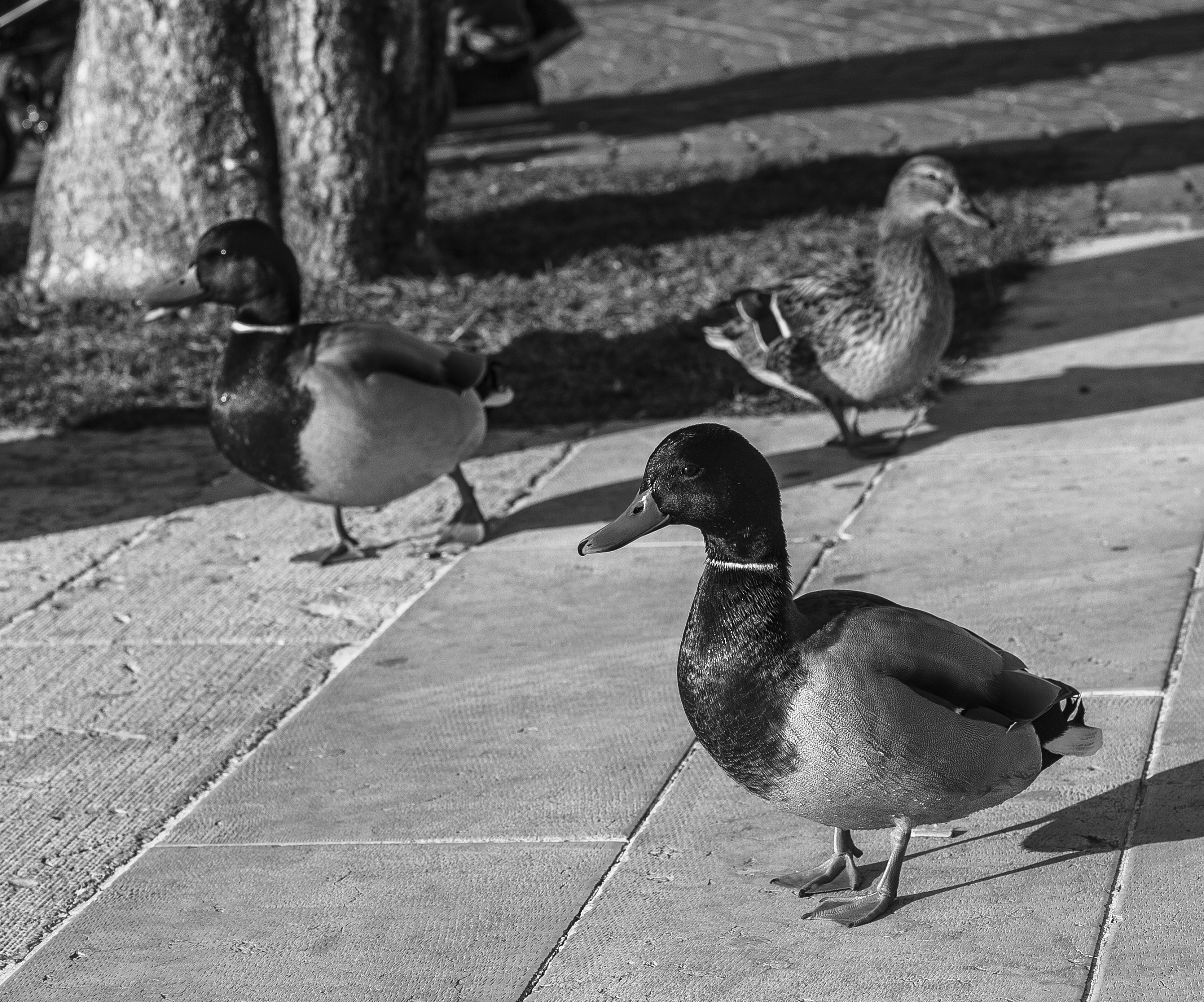 Le Tre dell'Ave Maria