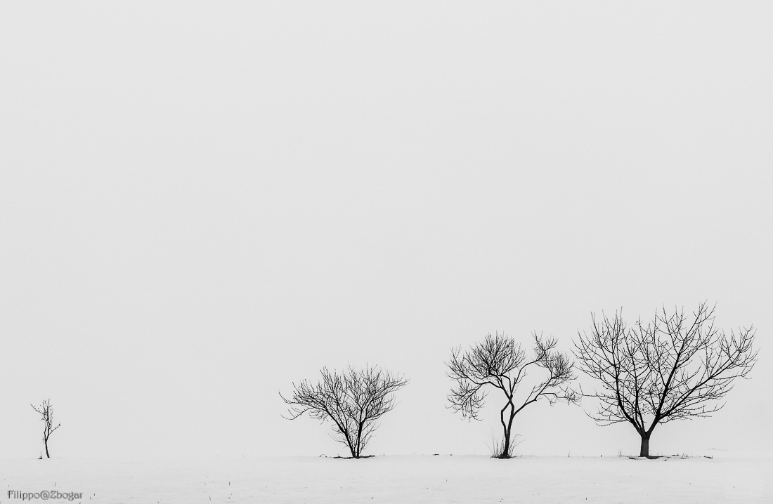 Bullying among trees
