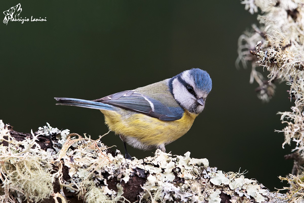 From the window of my study