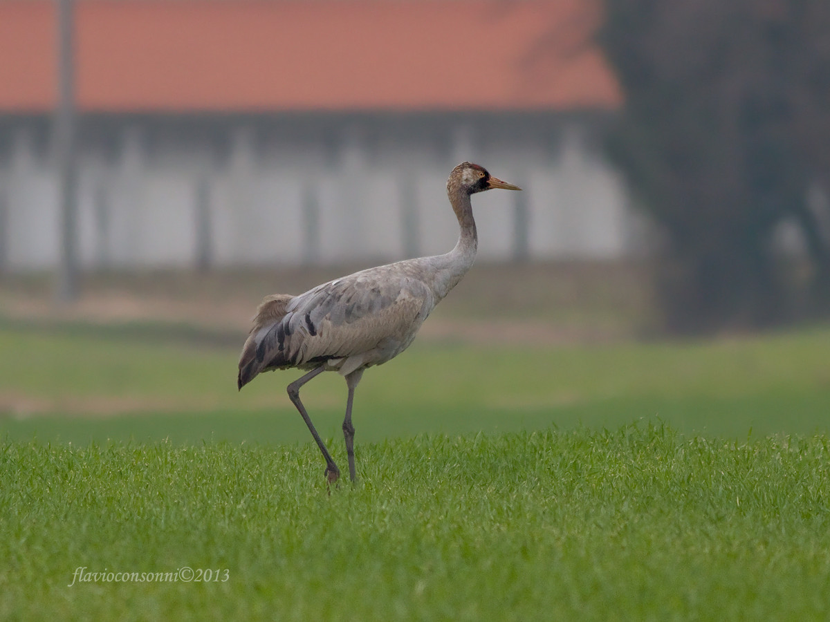 Crane parked during migration
