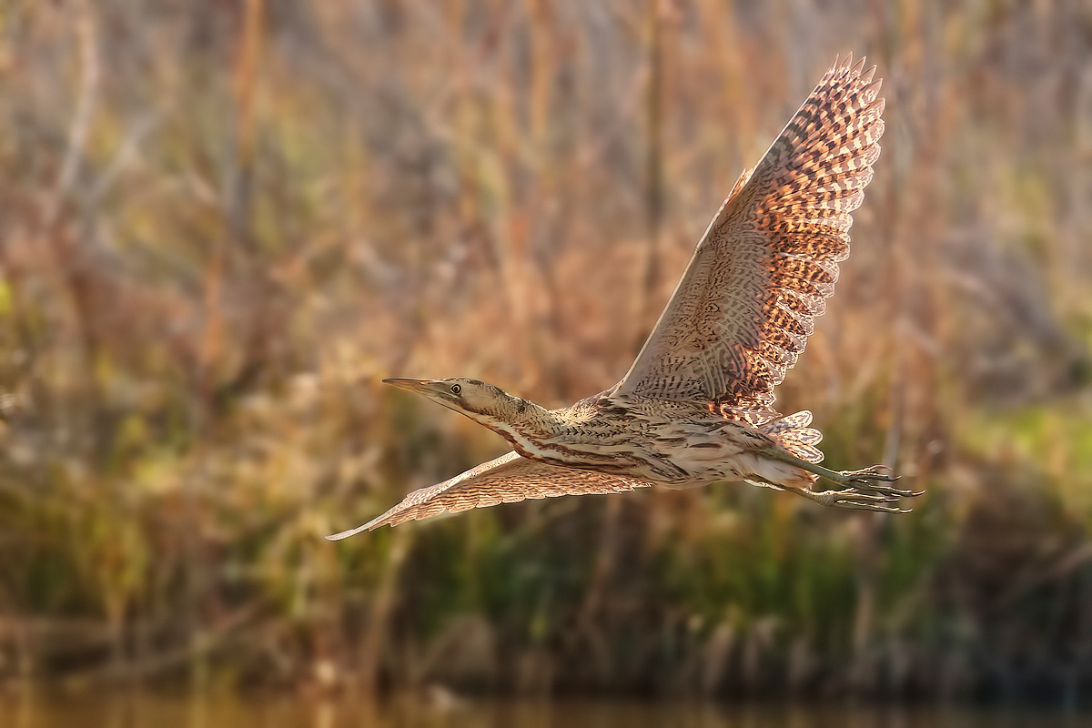 Bittern in flight
