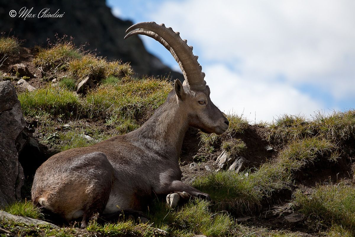 Ibex