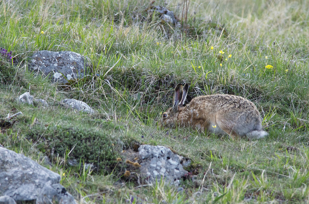 Hare