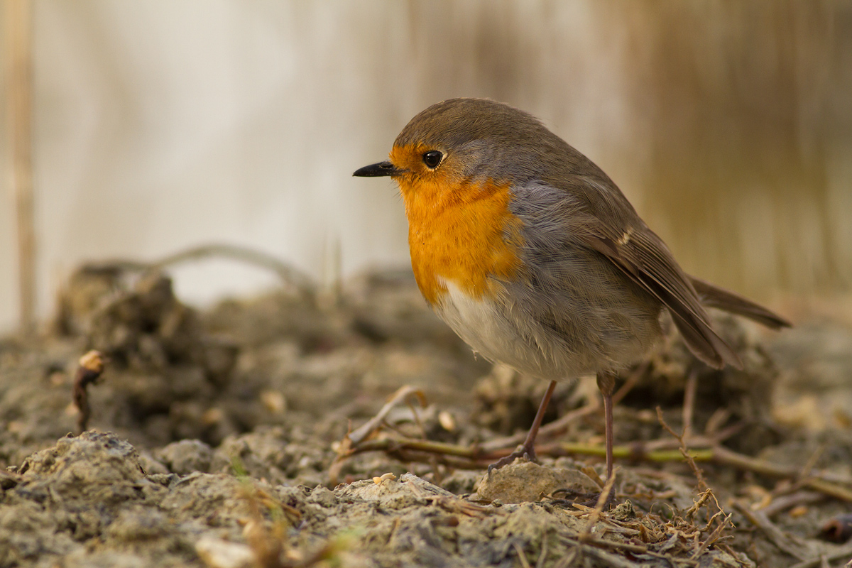 Robin