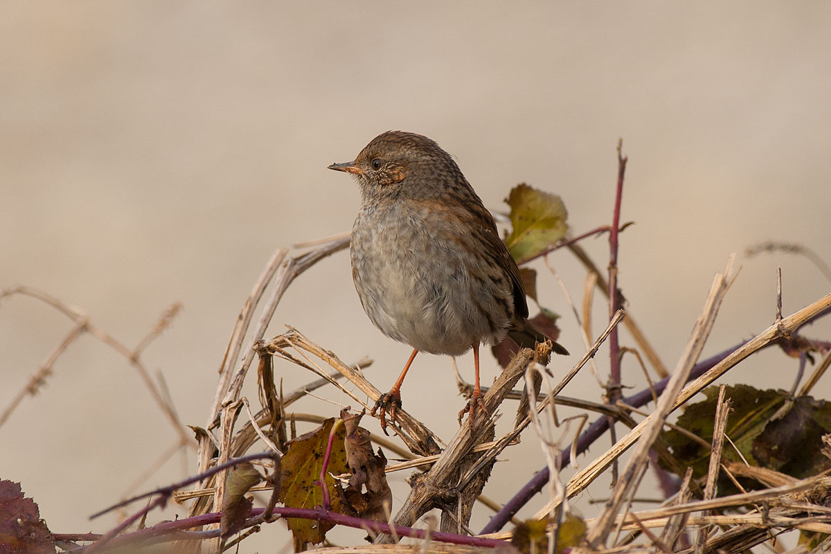 Scopaiola a zampe...."aperte"
