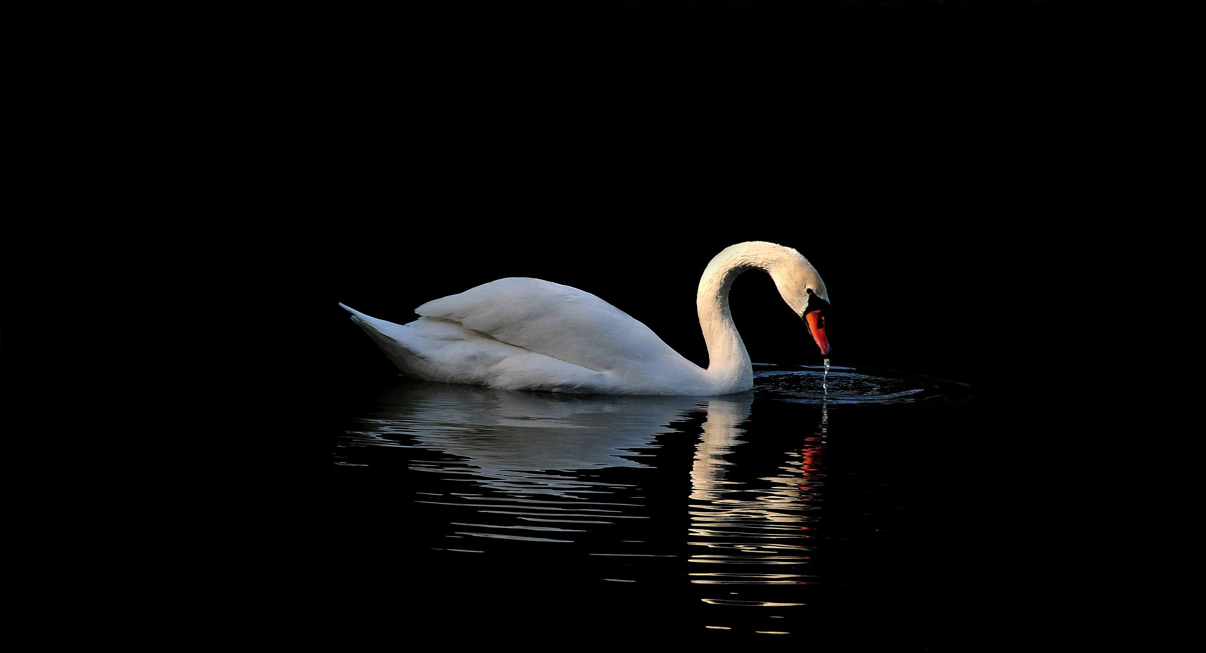 Swan