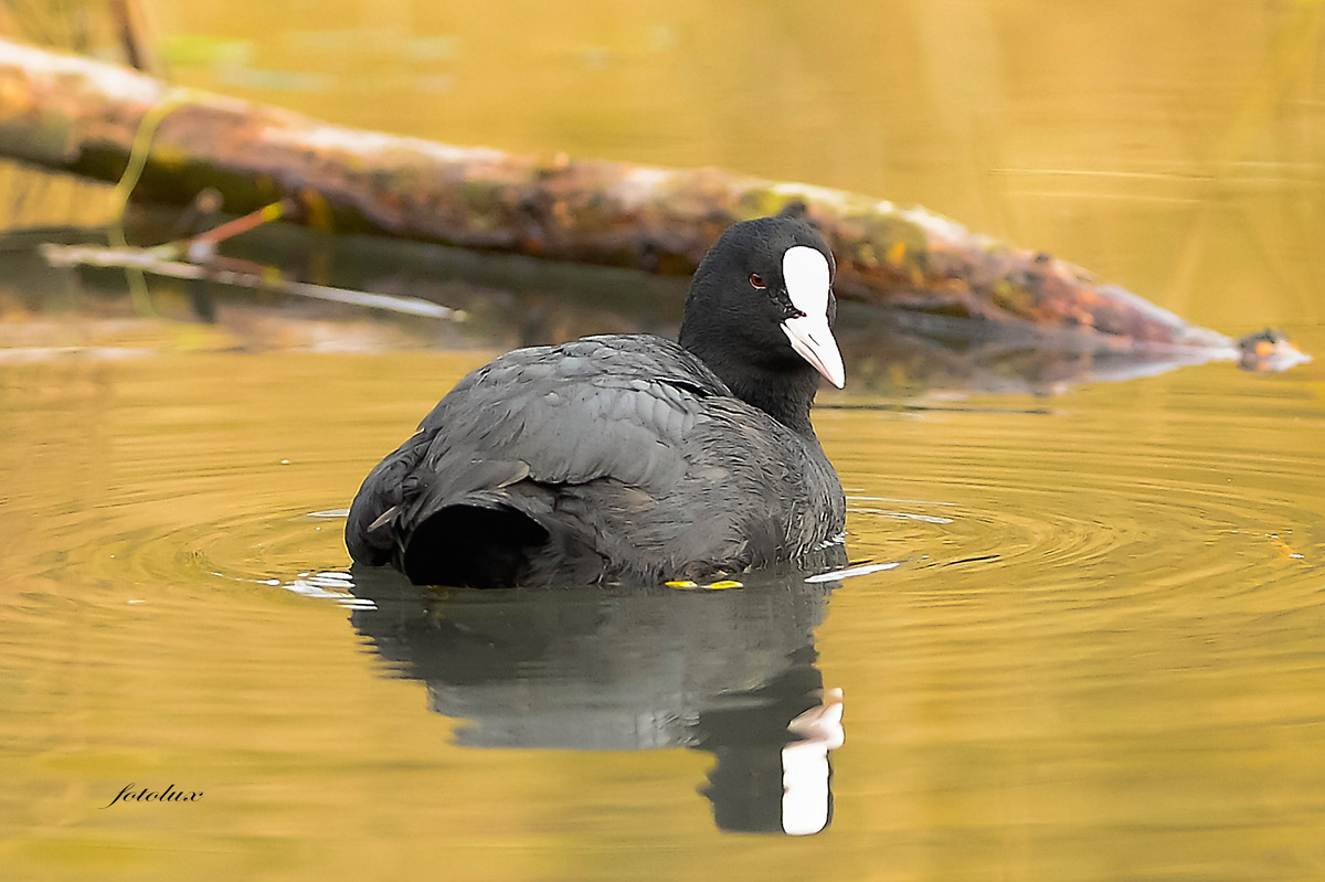Folaga (Oasi Cervara) 2014