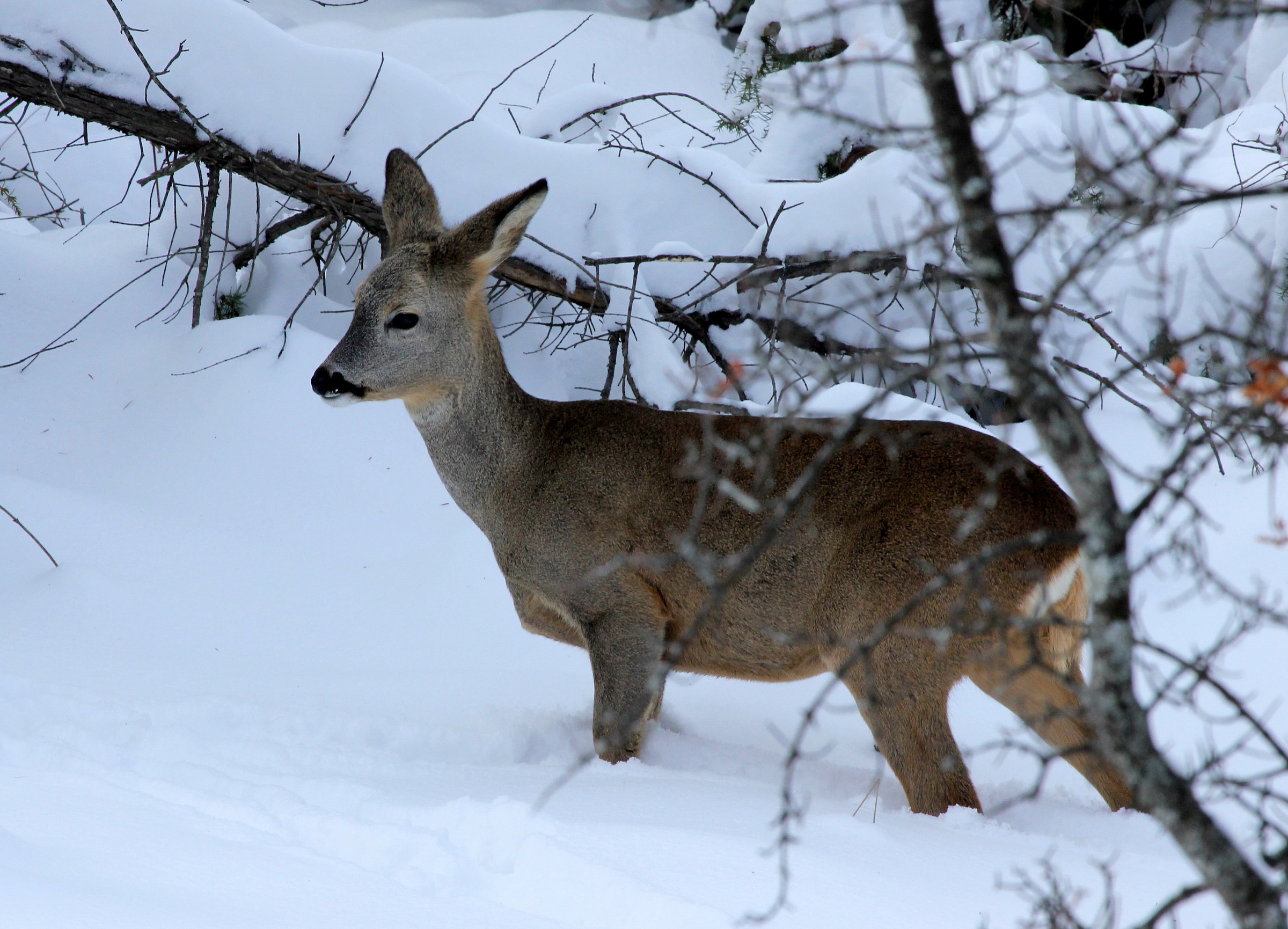 Capriolo in inverno