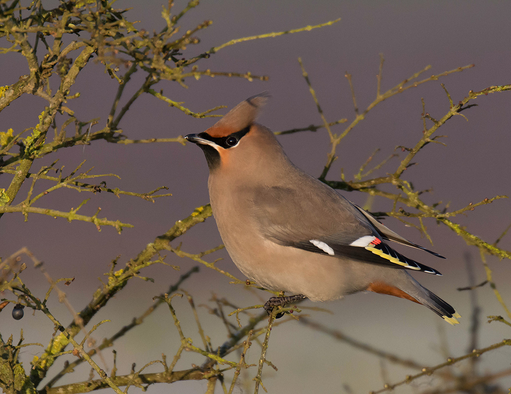 Waxwing
