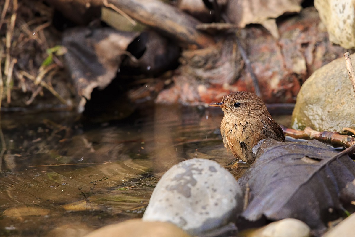 Il bagno dello scricciolo