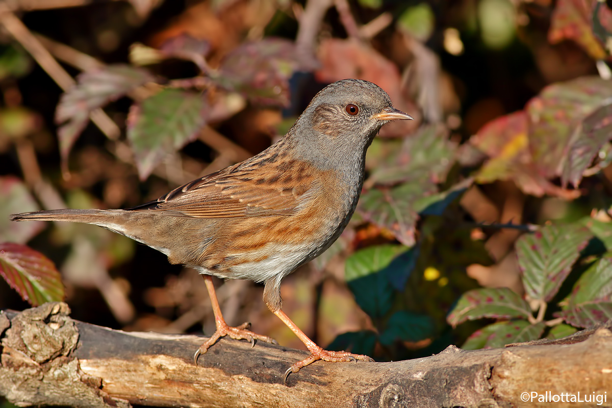 Passera scopaiola (Prunella modularis)