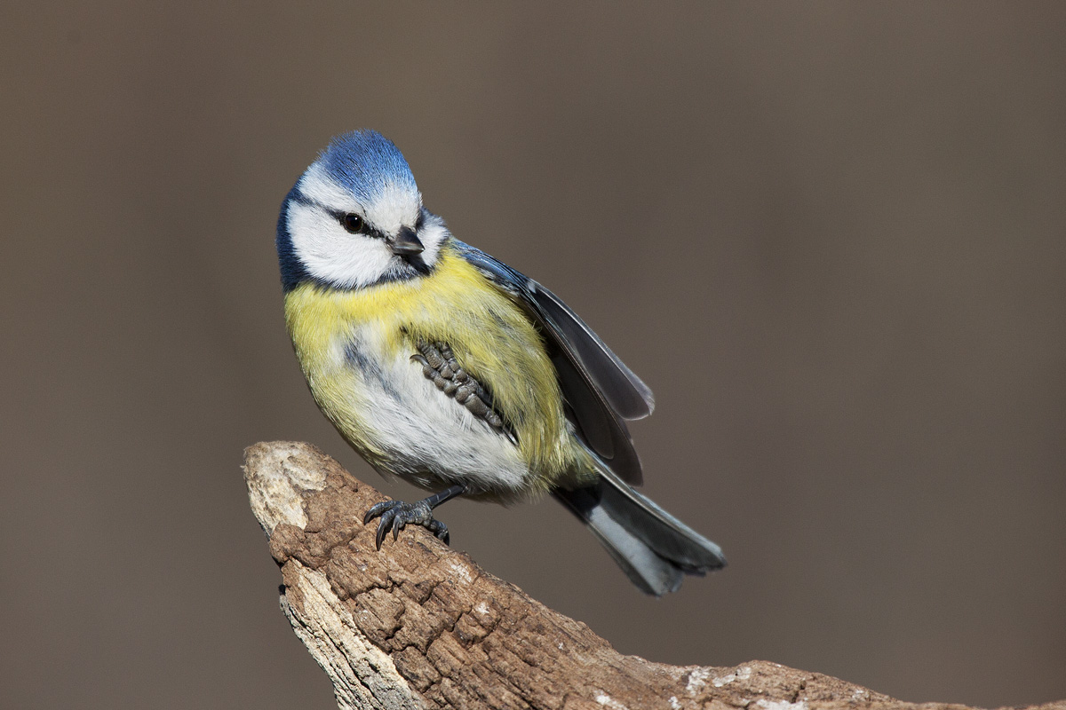 Tit differently abled