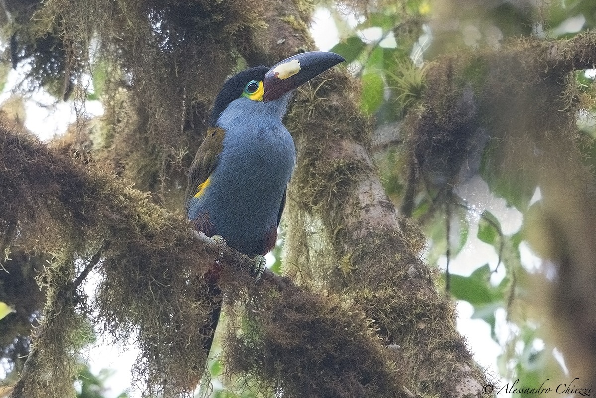 Tucano di monte beccopiatto