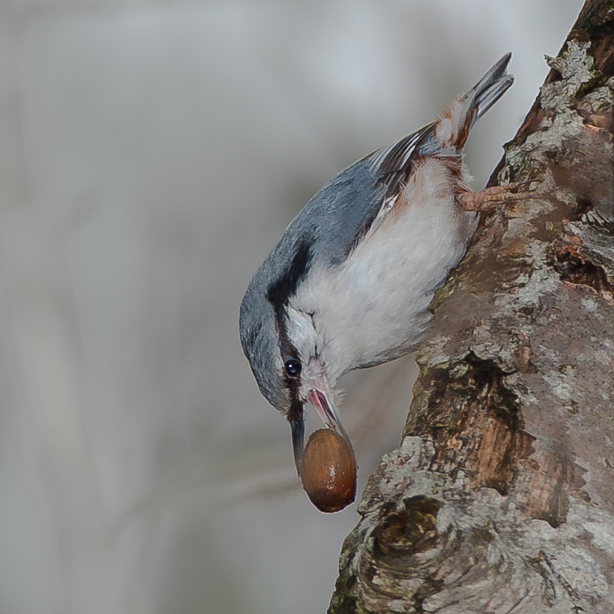 Nuthatch