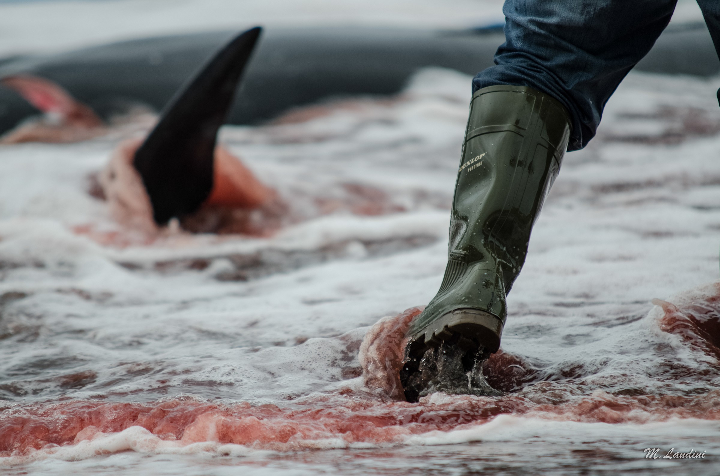 Red Sea. The executioner