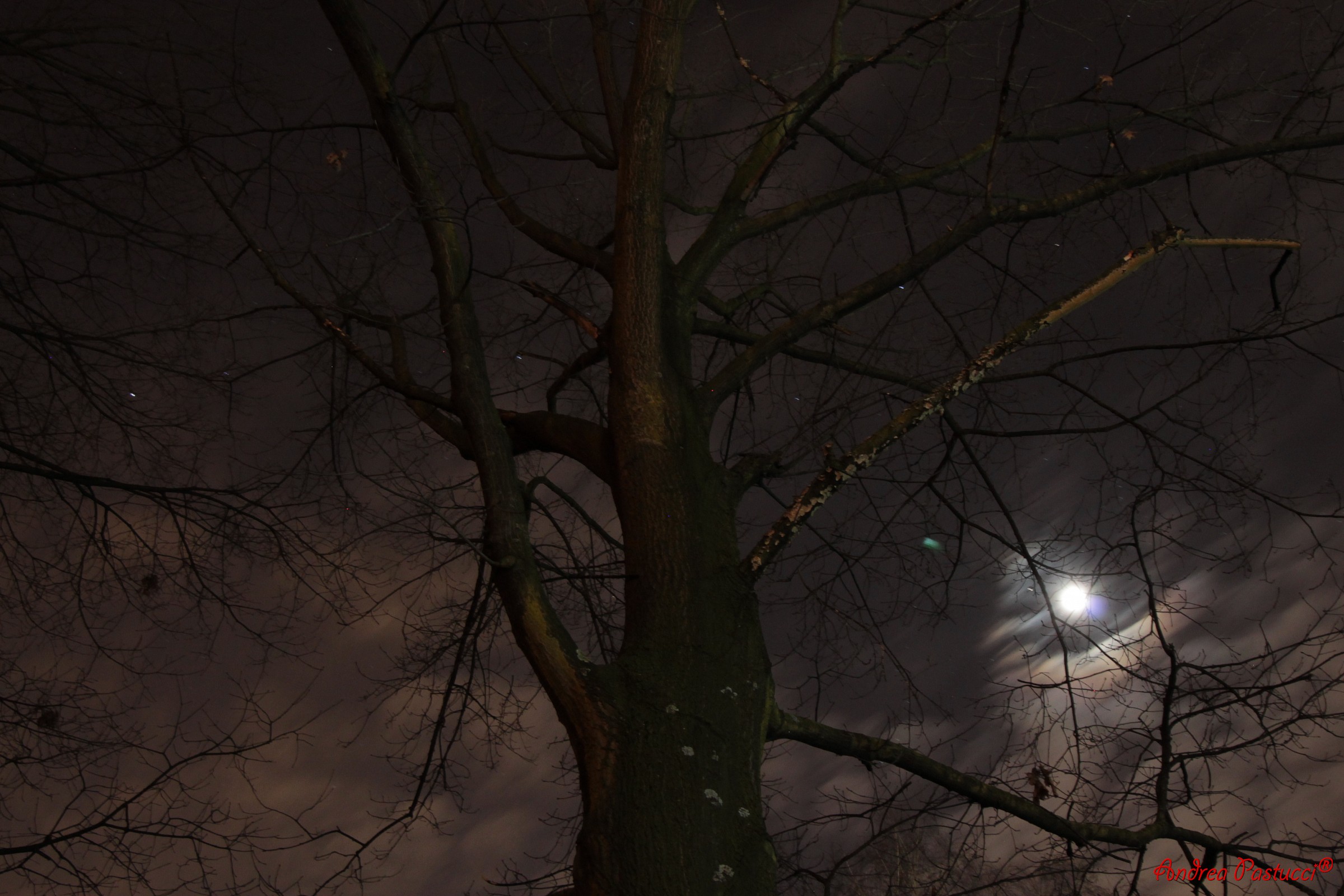 Ma quanto ci parlano gli alberi?