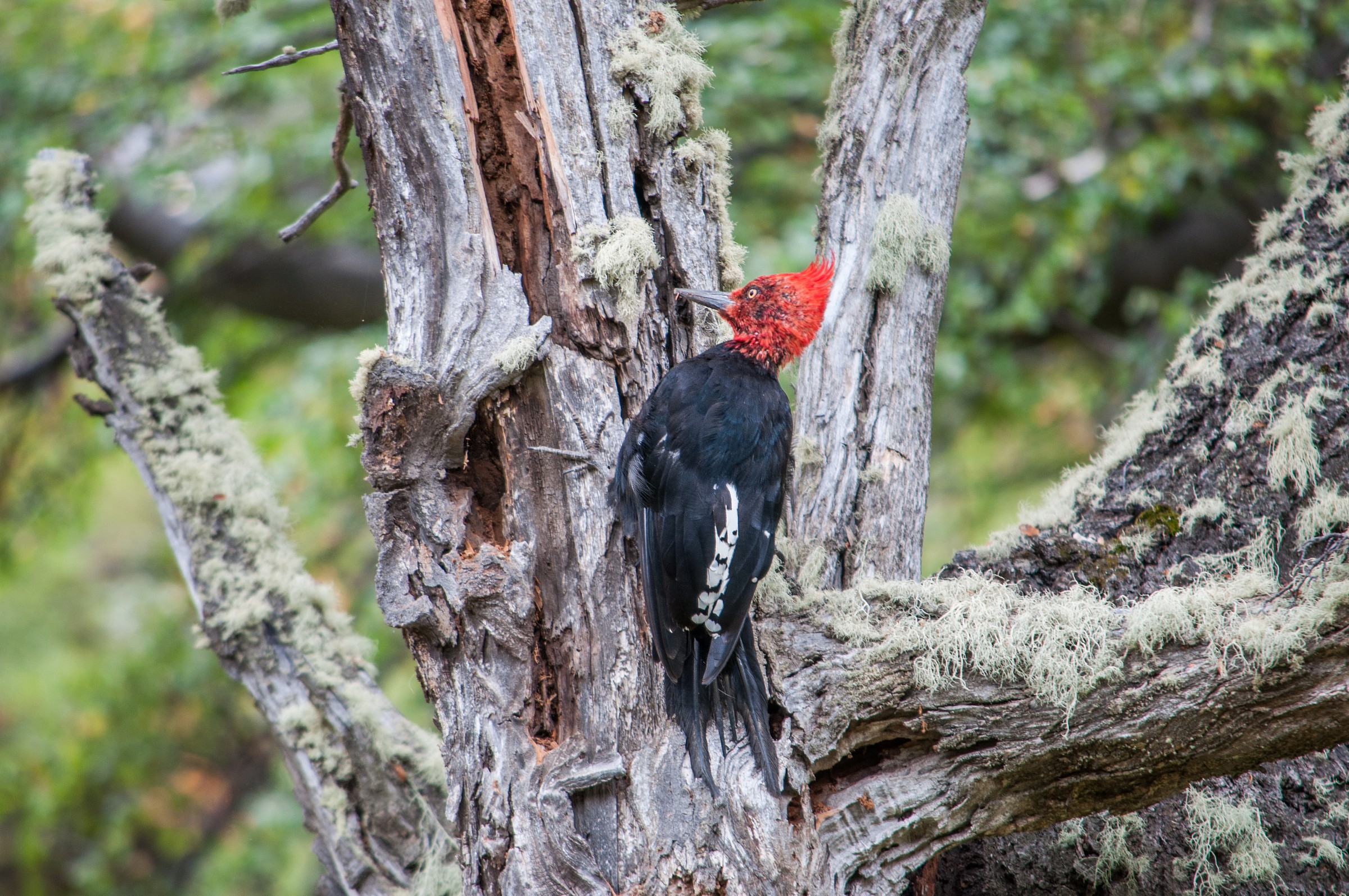Woodpecker