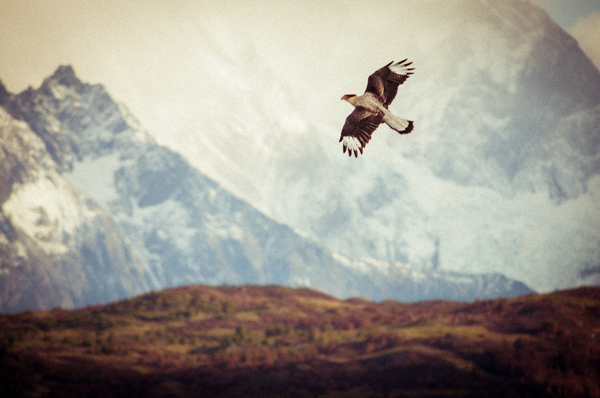 A raptor flying high in celo