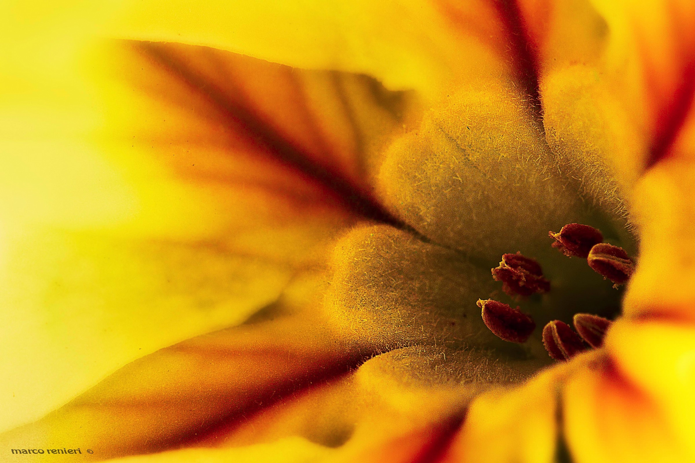 Il cuore della primula