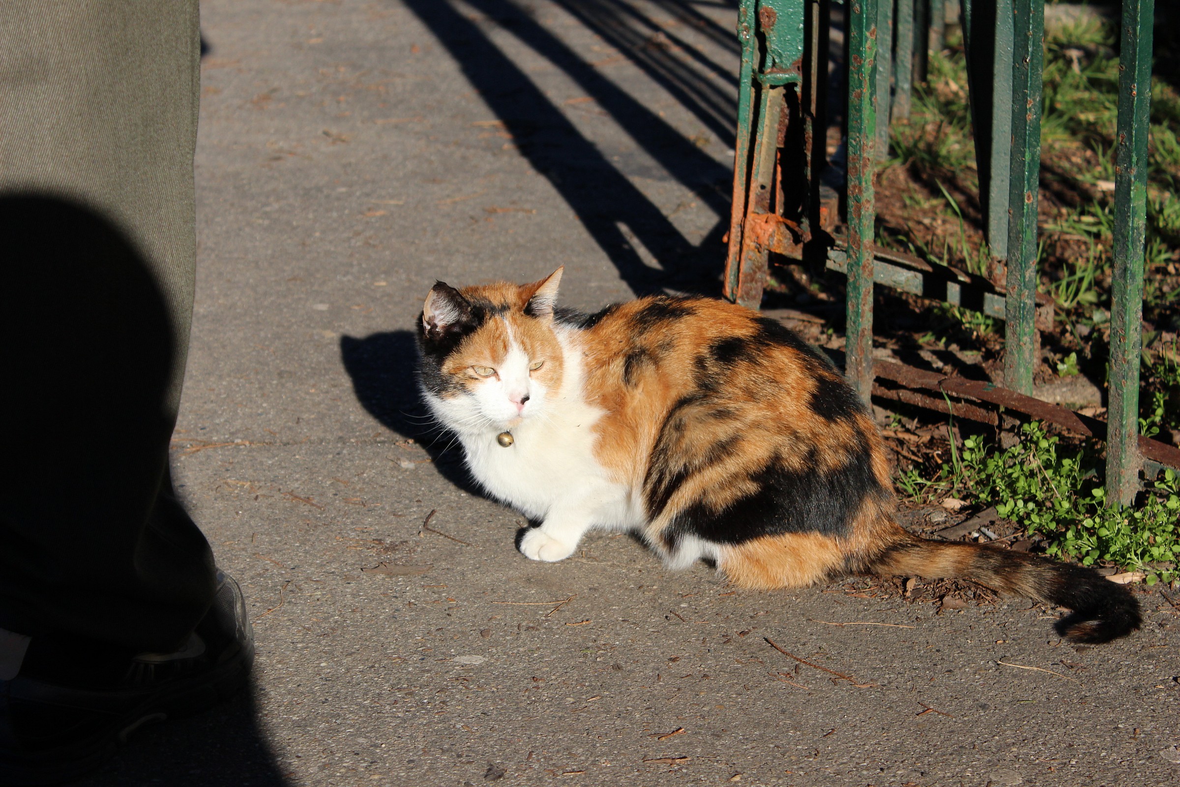 street cat