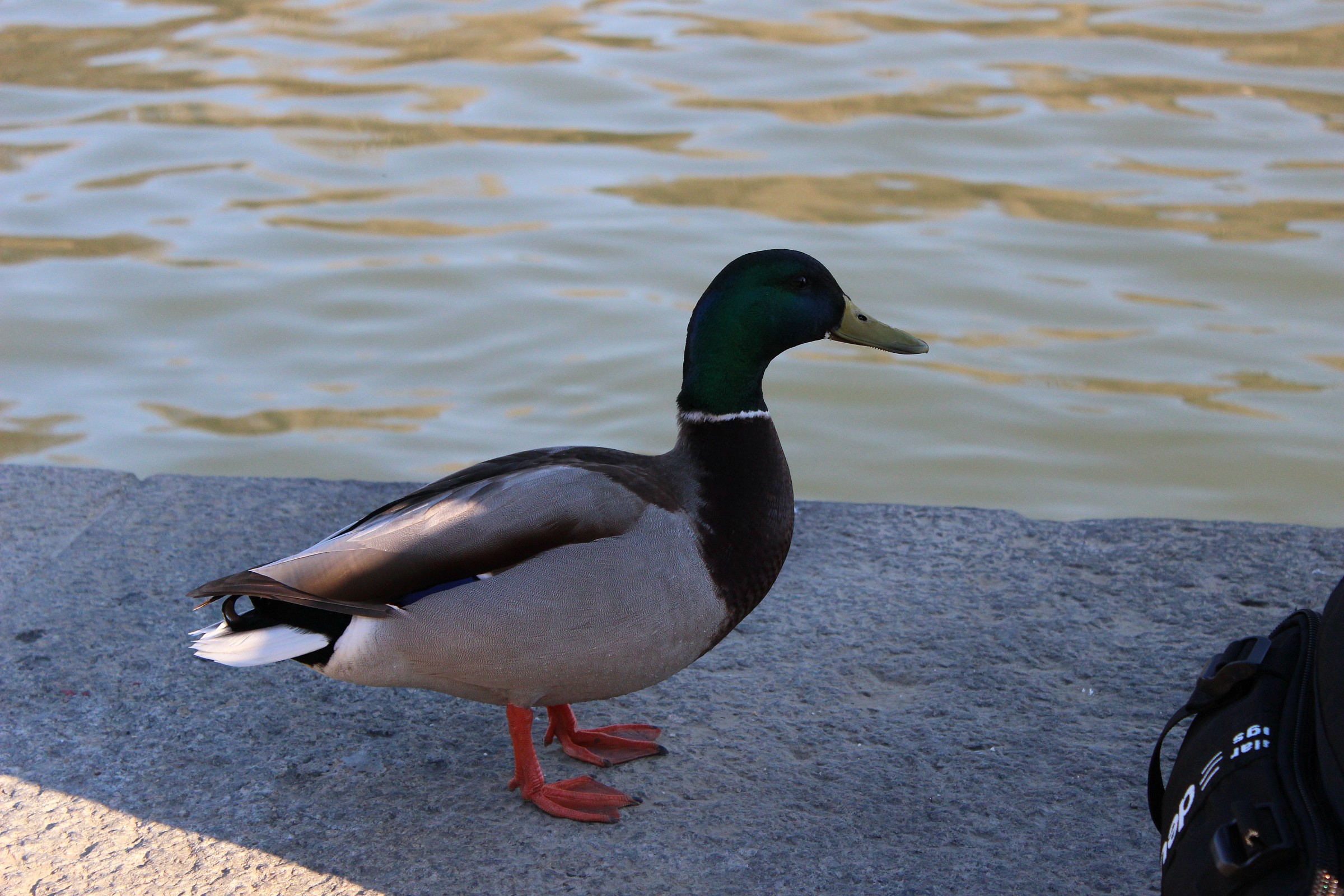 duck
