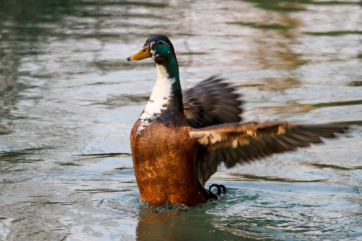 Duck oasis of Cervara (tv)