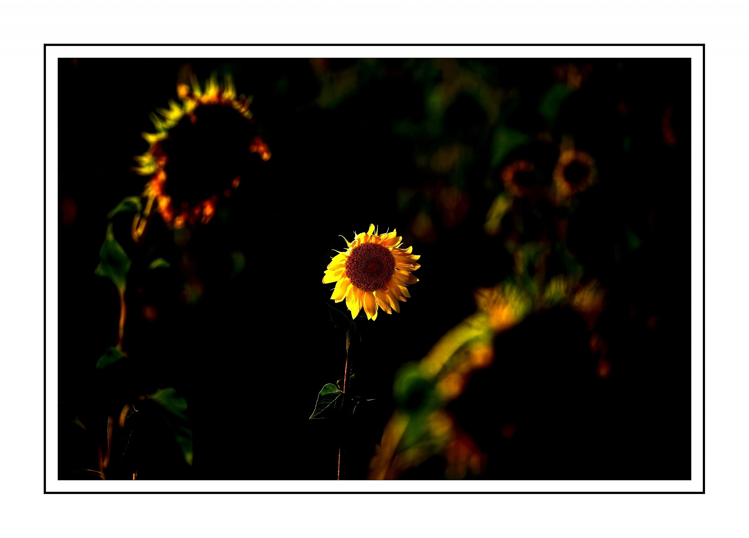 Yellow light in the dark ...