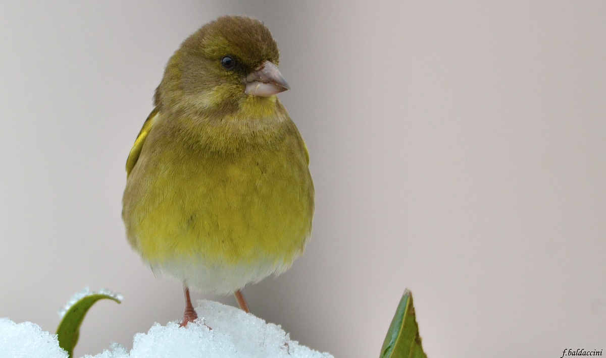 greenfinch