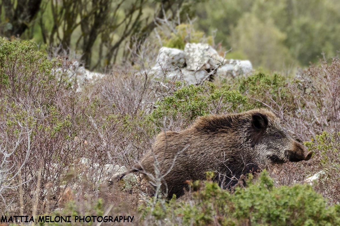 Sus scrofa meridionalis