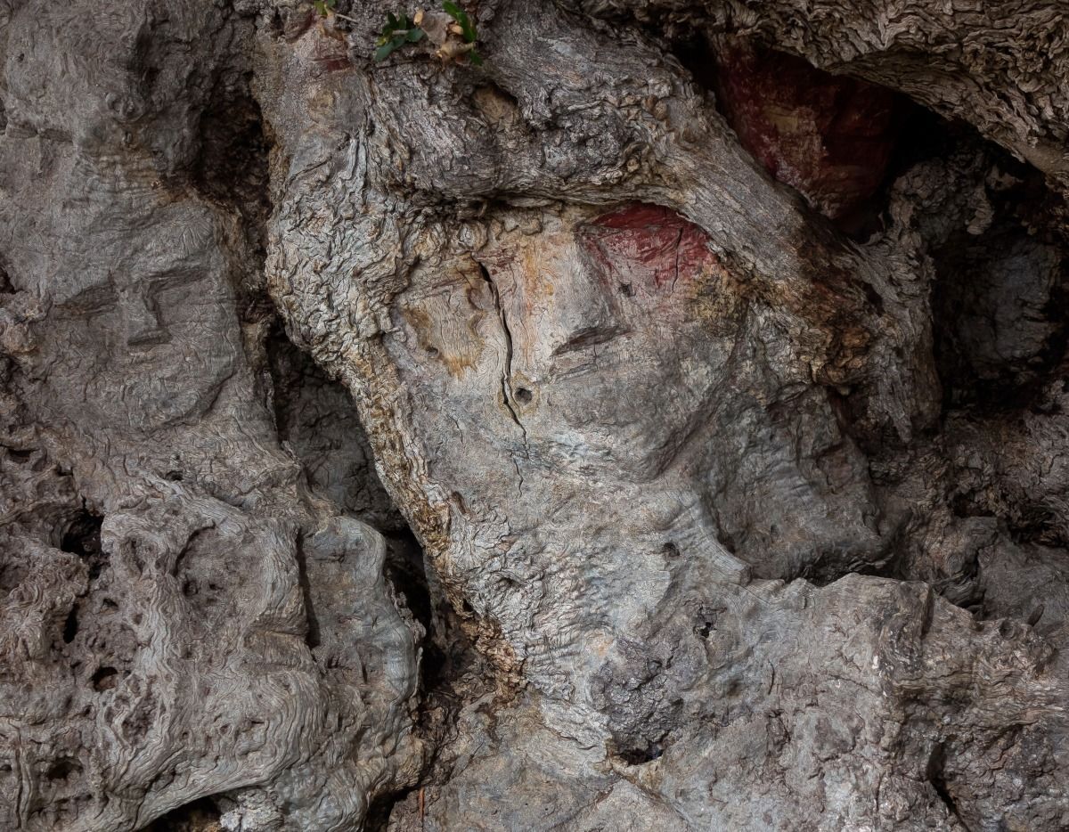 In the trunk of an olive tree