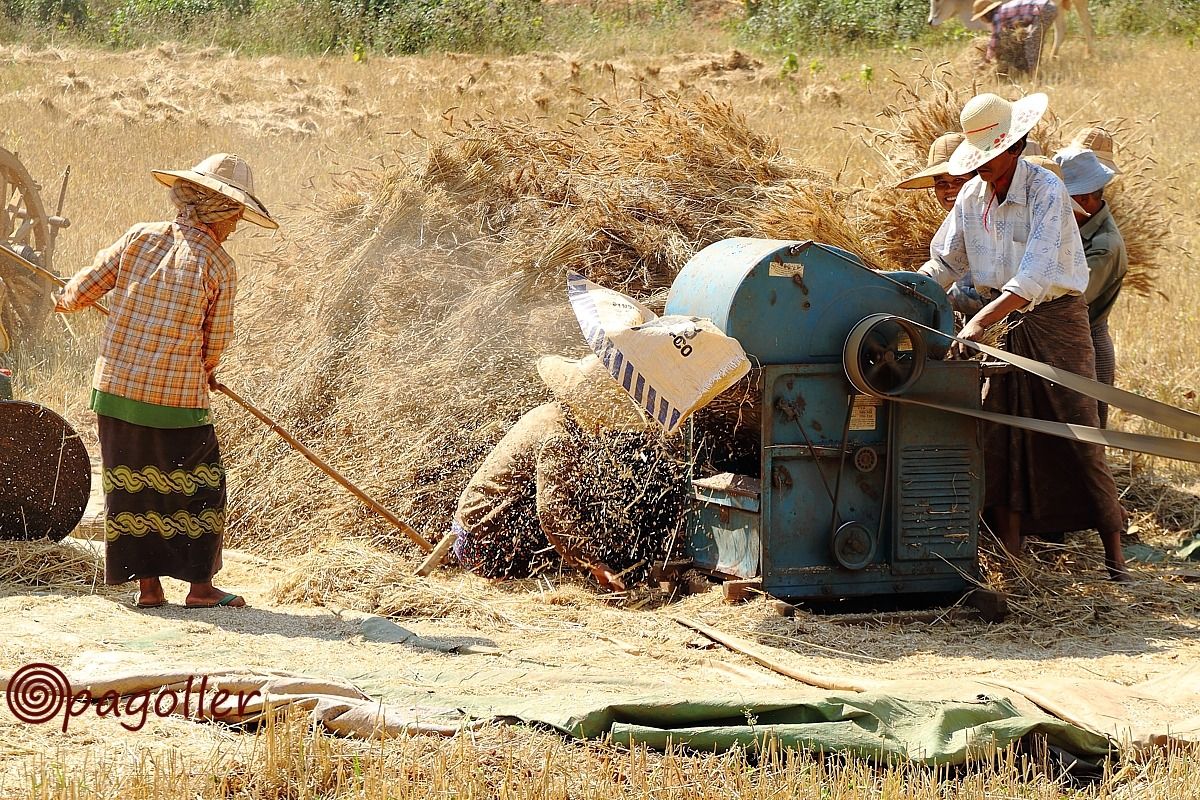 Trebbiatura grano Birmania