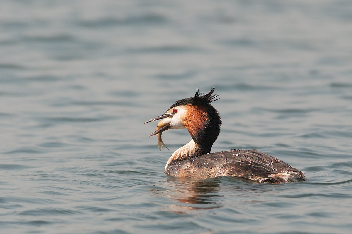 Grebe with prey