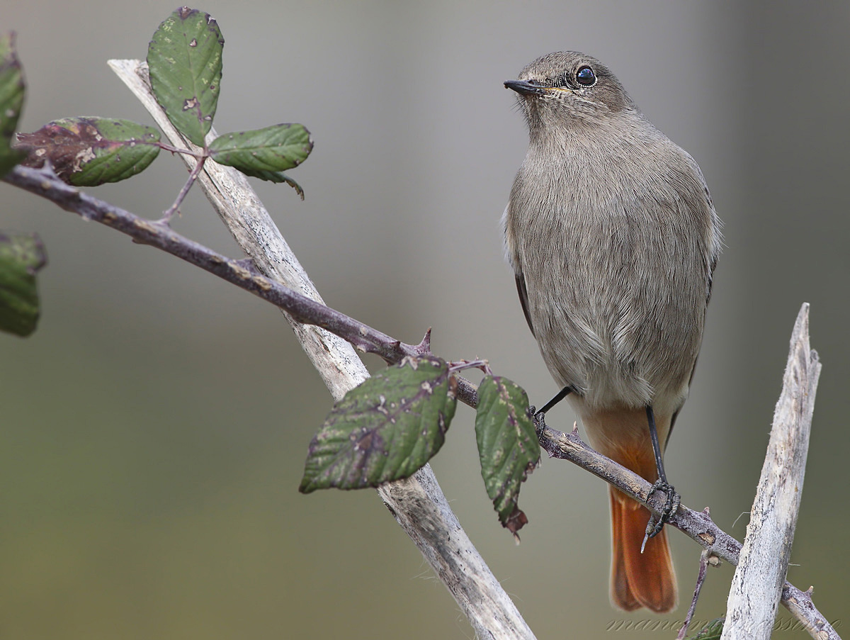 Black Redstart (Black redstart)
