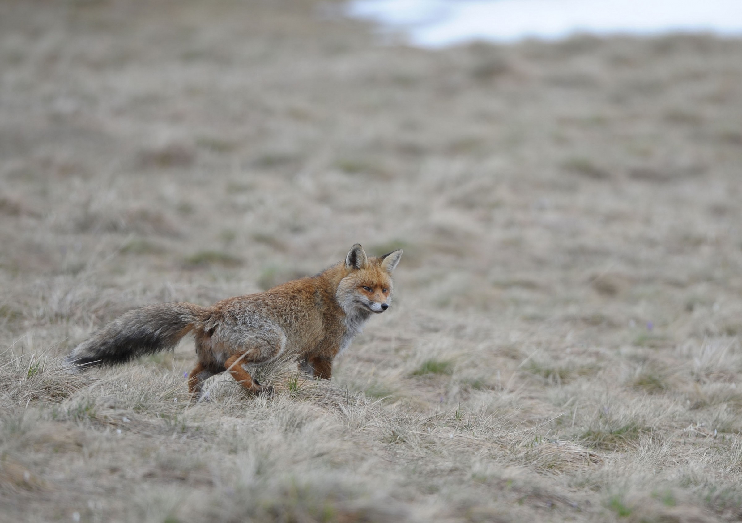 Quando scappa...scappa..