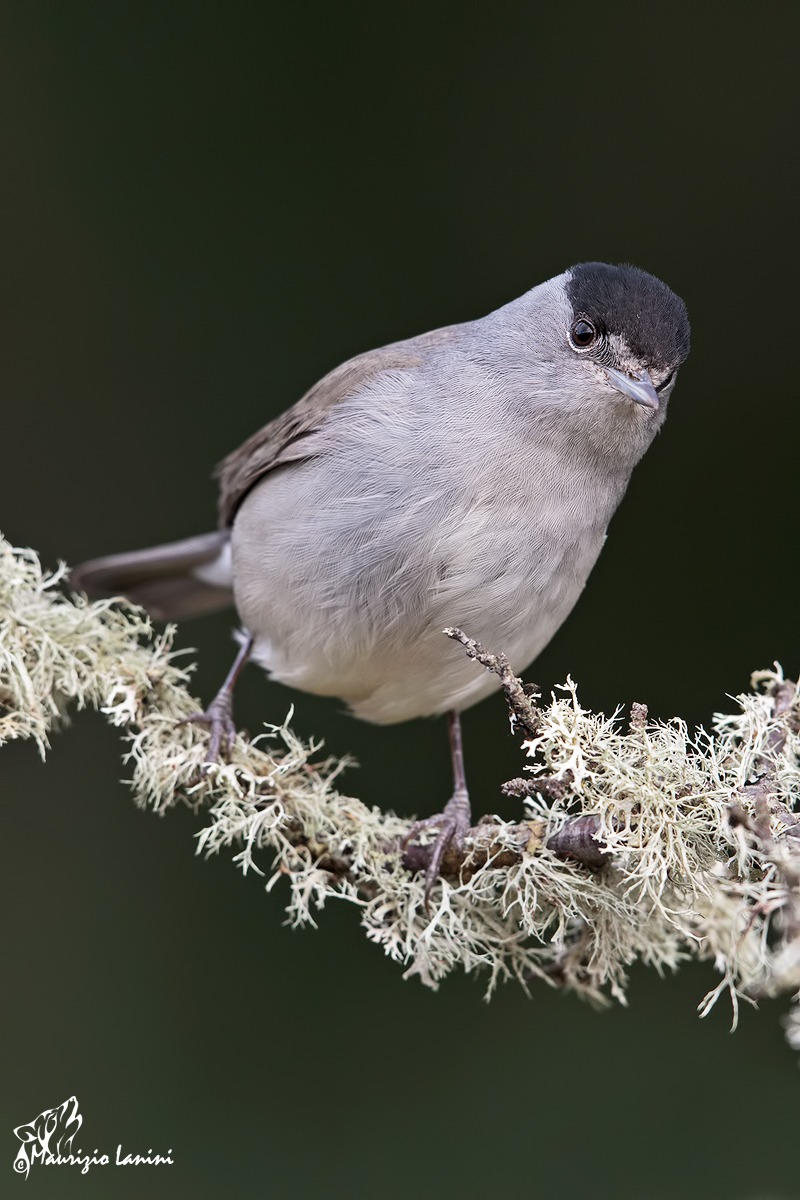 Curious and overbearing