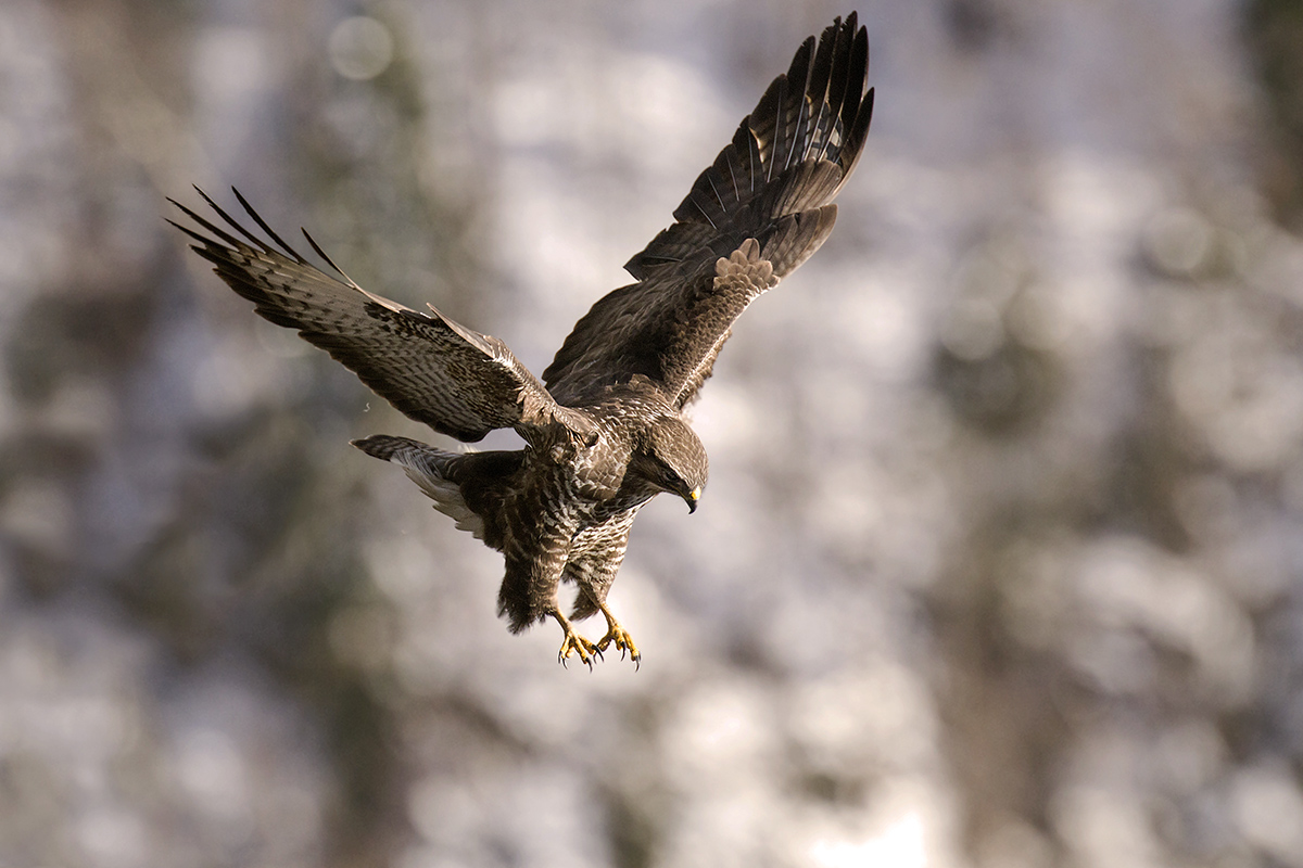 buzzard swooping