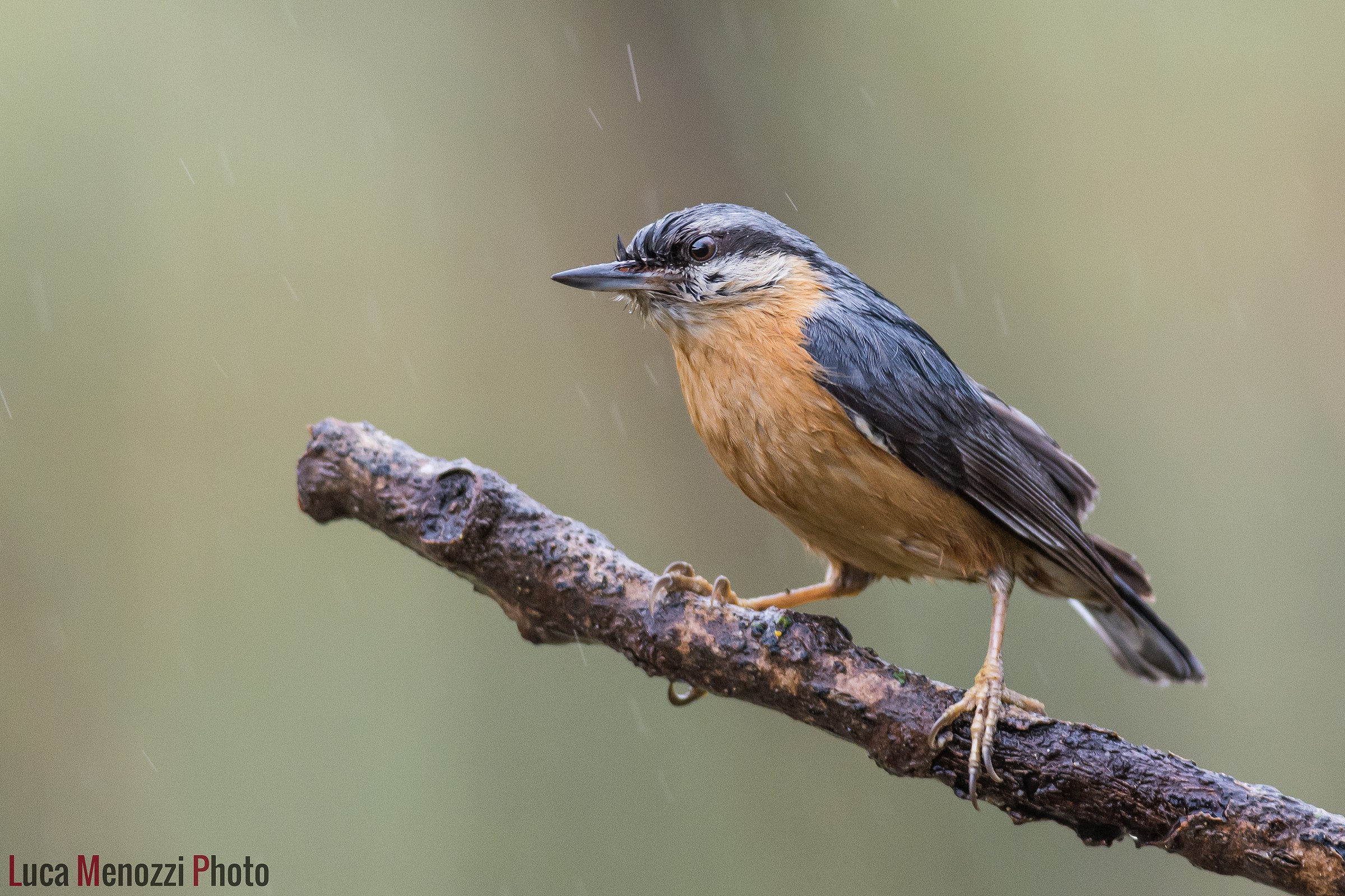 Nuthatch in the rain