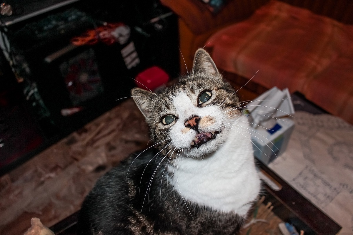 I am 11 years old but I take them well